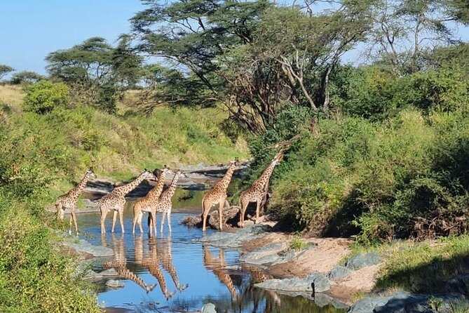 Elephant Safari Tanzania 4 Days **Sustainable Approach to Travel - Day one: Ngorongoro Crater and a strong opening