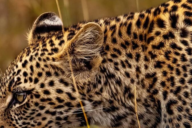 Elephant Special Serengeti & Ngorongoro Crater 5 Days / 4 Nights - What this five-day safari is really like