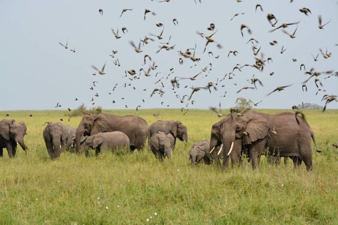 Embark on a 5-day camping safari adventure. - Day one: Tarangire gives you an easy start
