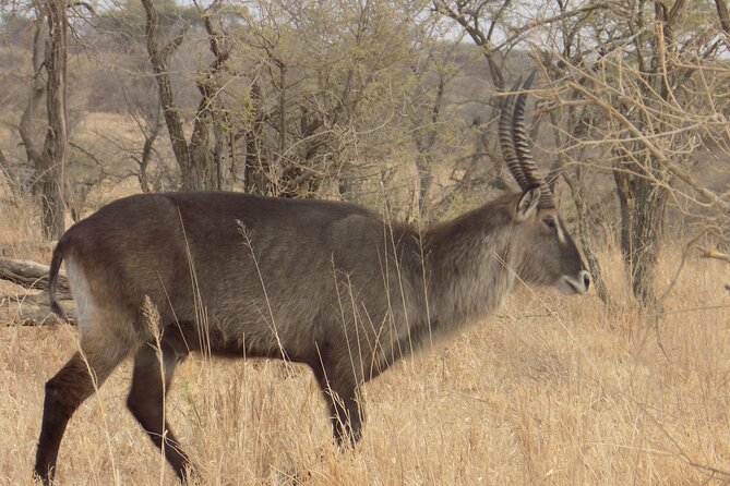 Enjoy a Private Day Trip to Lake Manyara National Park. - Giraffes, birds, and the possibility of lions in trees