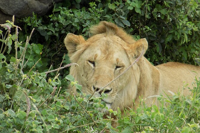 Enjoy a Private Day Trip to Lake Manyara National Park. - Hot springs and the Rift Valley setting