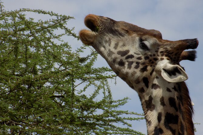 Enjoy a Private Day Trip to Lake Manyara National Park. - The optional Maasai village stop