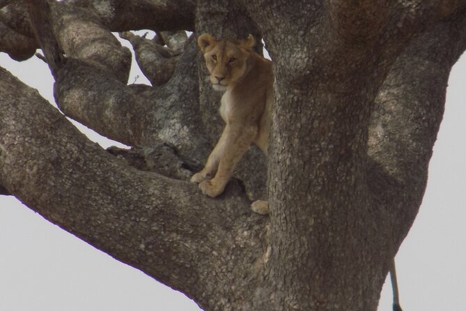 Enjoy a Private Day Trip to Lake Manyara National Park. - Who will get the most from this day
