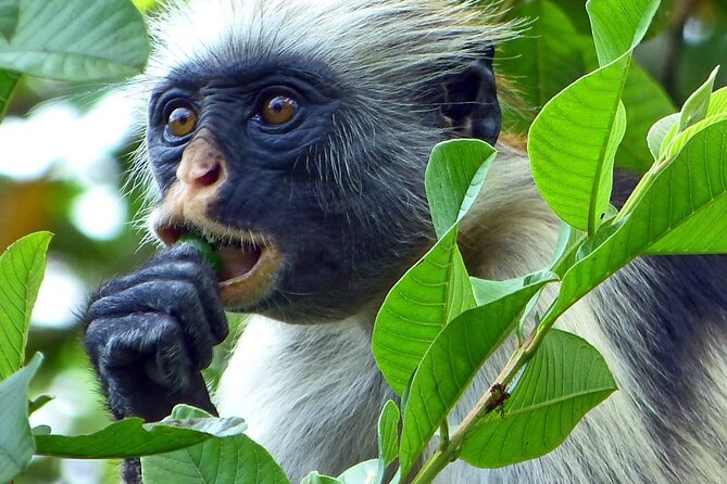 Exploring the Hidden Gems of Zanzibar - Key points at a glance
