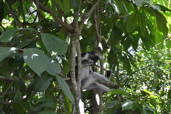 Exploring the Hidden Gems of Zanzibar - What the private format adds at $145