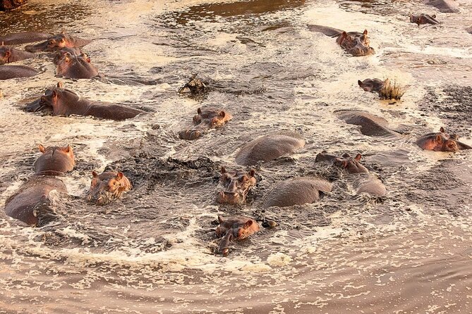 Extraordinary Hot air Bolloon ride in Serengeti | BURIGI CHATO SAFARIS CO L.T.D - Sunrise over the Serengeti