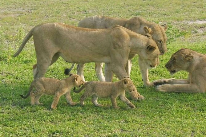 Flight Package Zanzibar to Nyerere National Park (Selous GR) 3 Days 2 Nights - Key points to know before booking