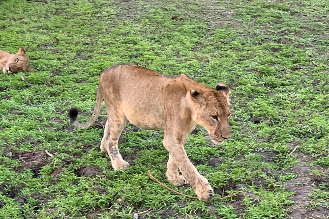 Flight Package Zanzibar to Nyerere National Park (Selous GR) 3 Days 2 Nights - Day one: flying in and a full safari drive