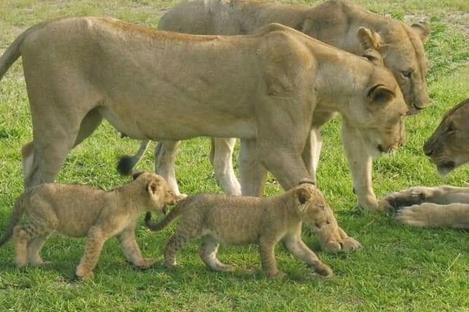 Flight Package Zanzibar to Nyerere National Park (Selous GR) 3 Days 2 Nights - The Rufiji River at sunset