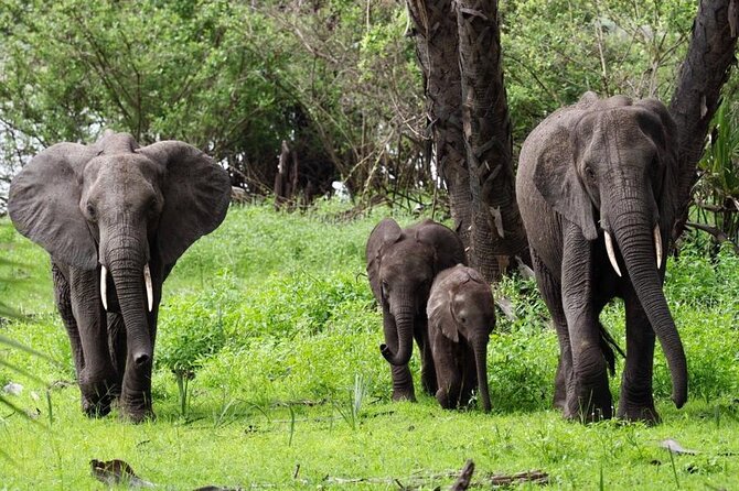 Flight Package Zanzibar to Nyerere National Park (Selous GR) 3 Days 2 Nights - Guides, language, and the private format
