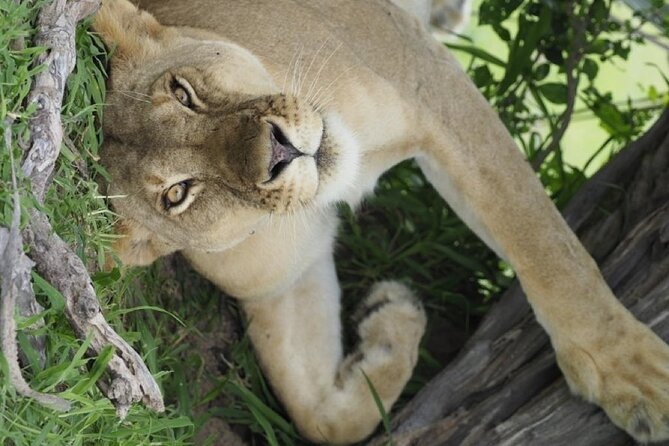 Flight Package Zanzibar to Nyerere National Park (Selous GR) 3 Days 2 Nights - What the $1,085 price really buys