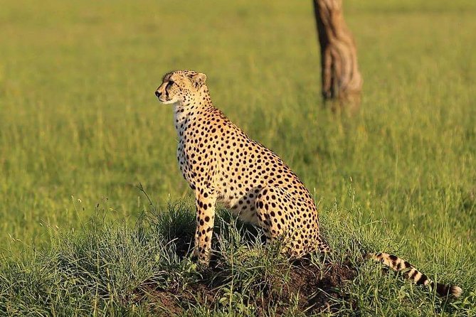 Fly inn to Central Serengeti from Zanzibar featuring Ngorongoro & Tarangire park - Day 2: morning cats, then the road to Karatu
