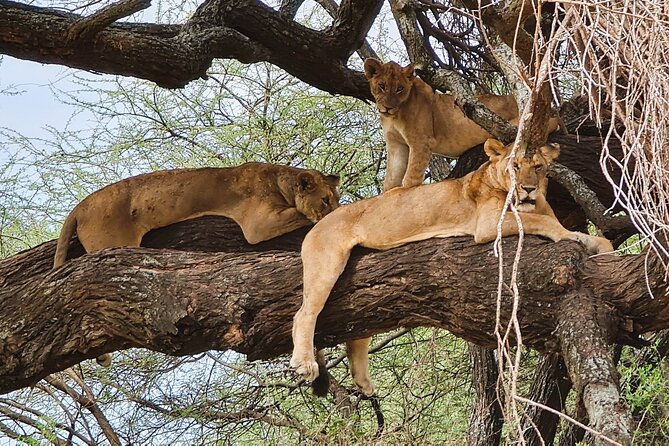 From Arusha : 11-day Amazing North Tanzania safari tour - A broad Northern Tanzania route in 11 days