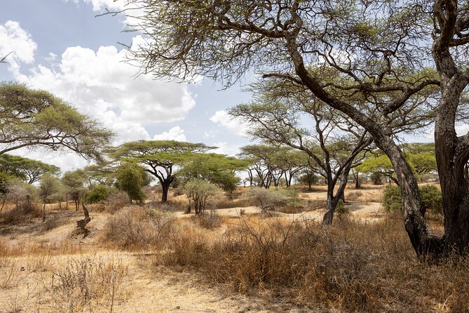 From Arusha : 11-day Amazing North Tanzania safari tour - Day 5: A useful choice at Lake Eyasi