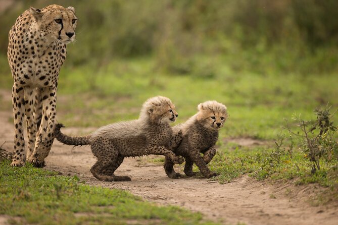 From Arusha : 11-day Amazing North Tanzania safari tour - Day 6: The Ngorongoro rim and the road toward Ndutu