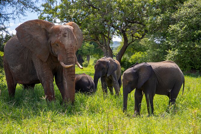 From Arusha: 11 Days famous Serengeti Inside out safari trip - Days 5 Through 8: Learning the Serengeti’s Scale
