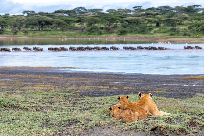 From Arusha: 11 Days famous Serengeti Inside out safari trip - Day 10: Elephants and Baobabs at Tarangire National Park