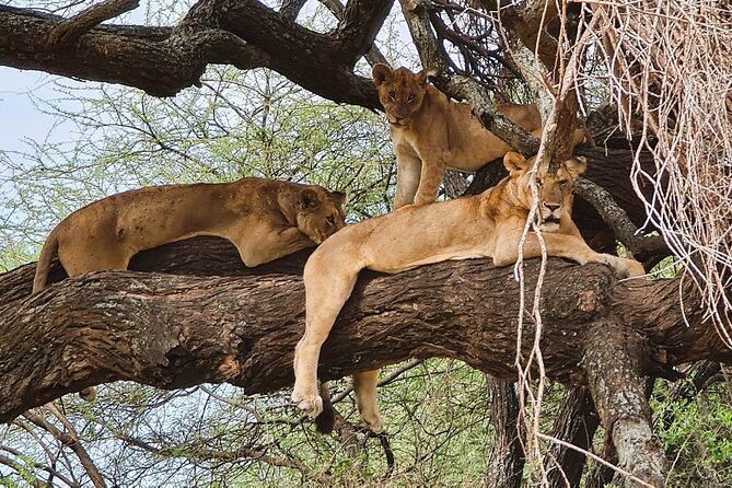 From Arusha: 11 days The Classics Northern Tanzania safari - Why the 11-day route works