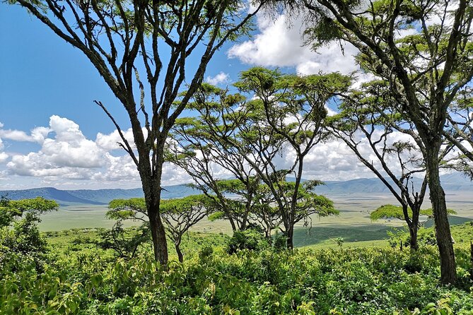 From Arusha: 11 days The Classics Northern Tanzania safari - Day 4: Ndutu and the Ngorongoro area