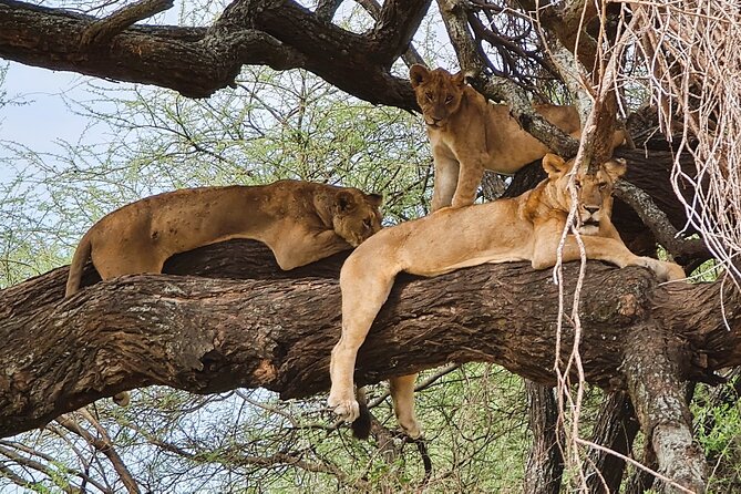 From Arusha : 11 days The Complete Africa Safari North Tour - Why this 11-day route works