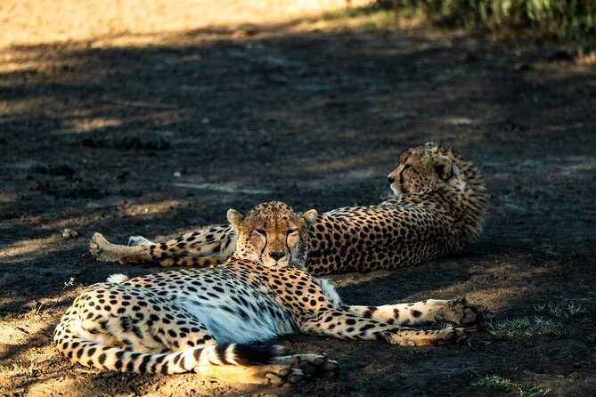 From Arusha : 11 days The Complete Africa Safari North Tour - Days 5 to 7: Three different looks at the Serengeti