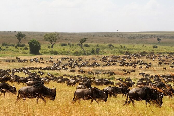 From Arusha : 3 Days Private Safari Tarangire N.P and Serengeti - Why this three-day route works
