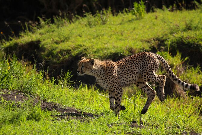 From Arusha : 3 Days Private Safari Tarangire N.P and Serengeti - The Africa Safari Lake Manyara overnight