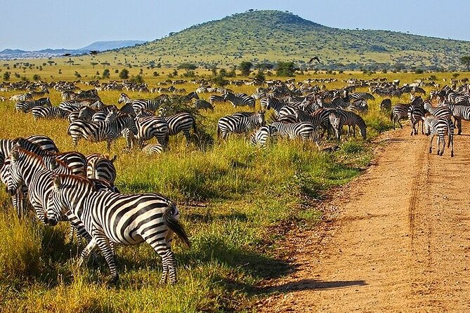 From Arusha: 5 Days Classic Safari Cats, Calves & Crater - Why the Cats, Calves and Crater theme works
