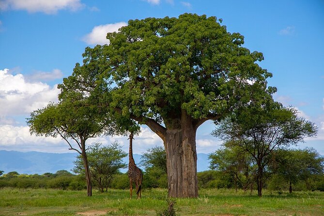 From Arusha: 5 Days Classic Safari Cats, Calves & Crater - Day 3: A full day searching for cats at Ndutu