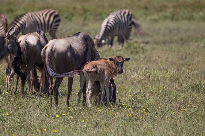 From Arusha: 5 Days Classic Safari Cats, Calves & Crater - Day 4: Down into Ngorongoro Crater