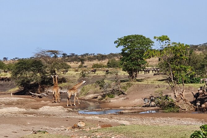 From Arusha: 5 Days Classic Safari Cats, Calves & Crater - What the $1,254 price really covers