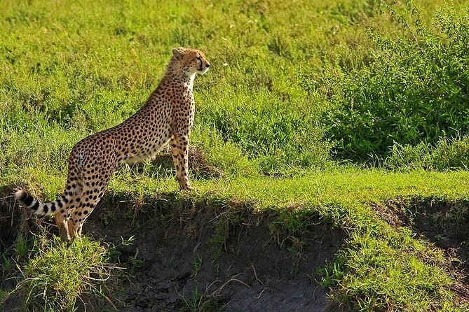 From Arusha: 5 Days Classic Safari Cats, Calves & Crater - The guide can shape the entire safari