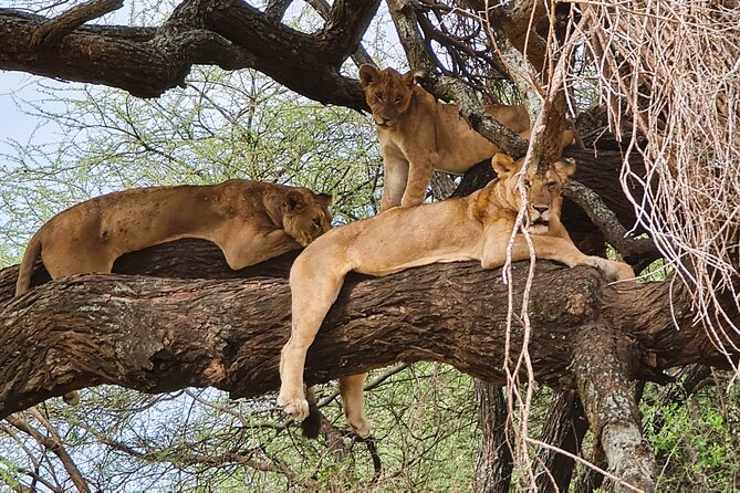 From Arusha: 6 Day Classic Game Drive Serengeti & Ngorongoro - Day 2: Through Maasai country to Lake Ndutu