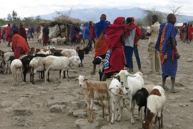 From Arusha: 7 Days Classic Safari Central Northern Circuit - Day 6: Into the Ngorongoro Crater