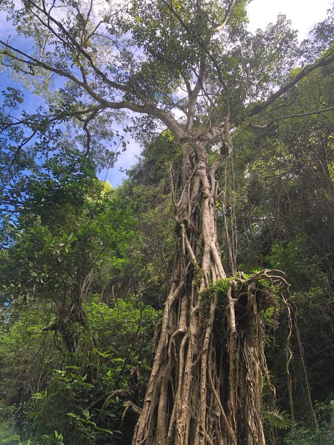 From Arusha: Coffee Farm and Mangalia Waterfalls Tour - Who will enjoy this most?
