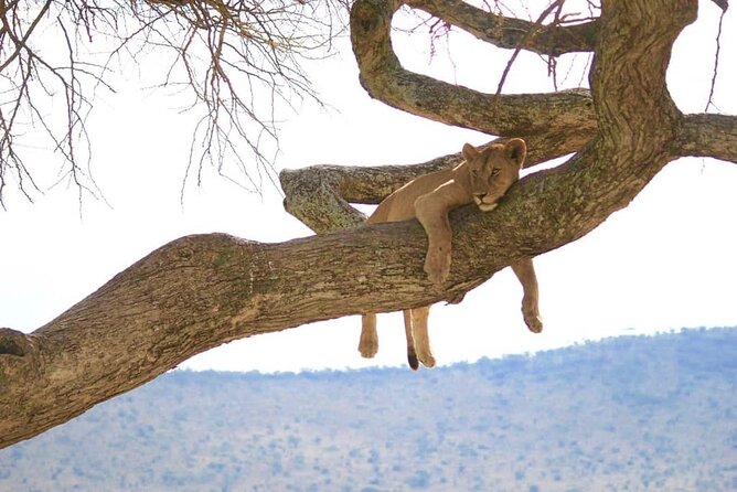 From Arusha : Days Safari Northern Circuit to Maasai Boma - How demanding is the schedule?