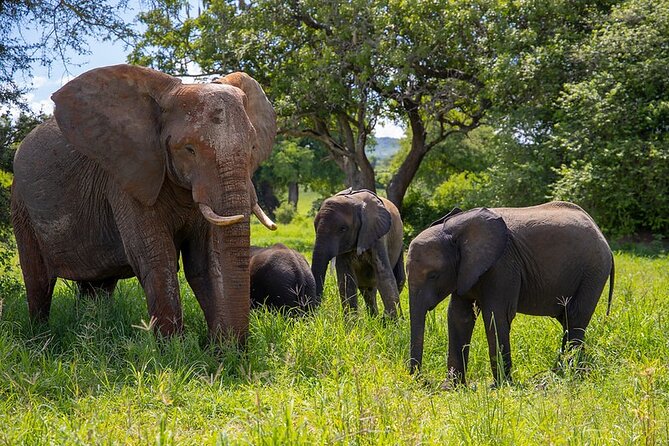 From Arusha: Tarangire and Ngorongoro Crater 3-Day Private Safari - Why this three-day safari works