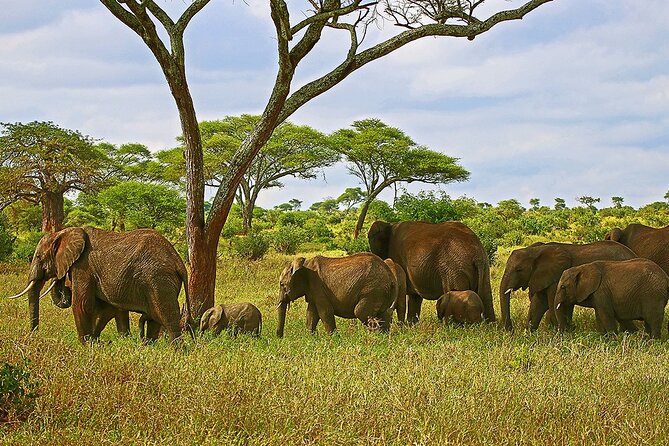 From Arusha: Tarangire and Ngorongoro Crater 3-Day Private Safari - What the $1,088 price really covers