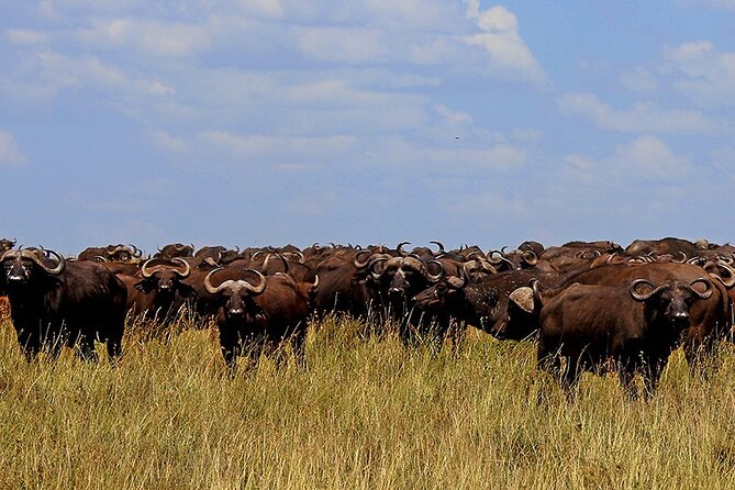 From Arusha to Zanzibar : 11 days From Bush to Beach safari - Tarangire and the Elephant Country