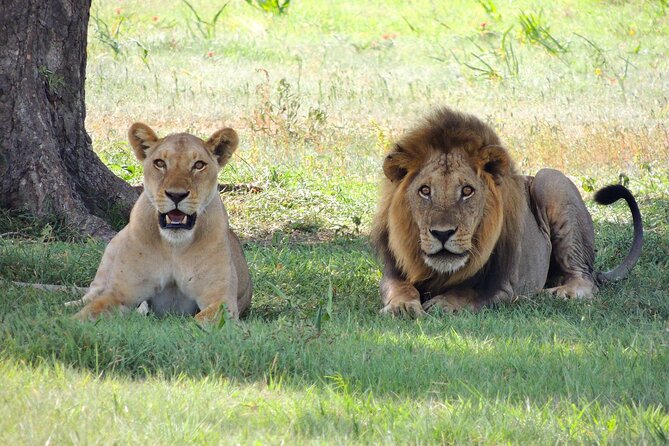 From Arusha to Zanzibar : 11 days From Bush to Beach safari - Who Will Get the Most From This Route