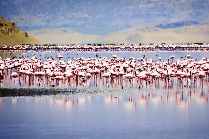 From Arusha to Zanzibar : 11 days From Bush to Beach safari - Lake Manyara’s Tree-Climbing Lions