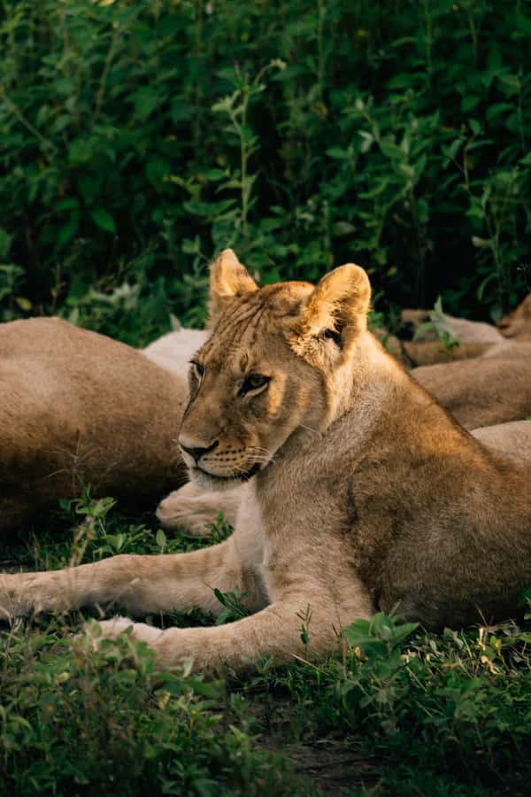 From Dar es Salaam: Mikumi National Park Day Trip - Key points to know before booking
