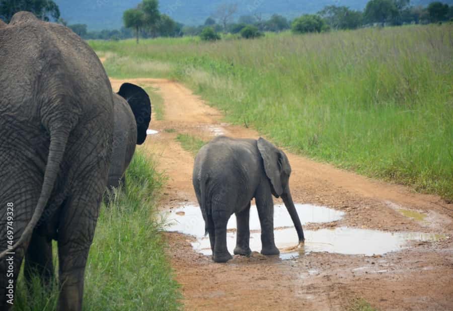 From Dar es Salaam: Mikumi National Park Day Trip - Lunch, water, and the rhythm of the day