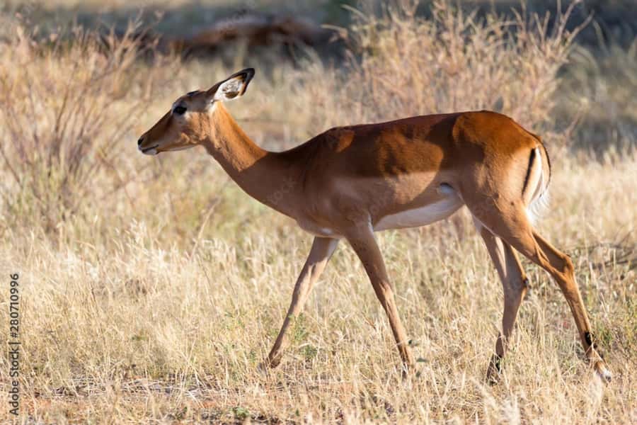 From Dar es Salaam: Mikumi National Park Day Trip - The guide team and small-group setup