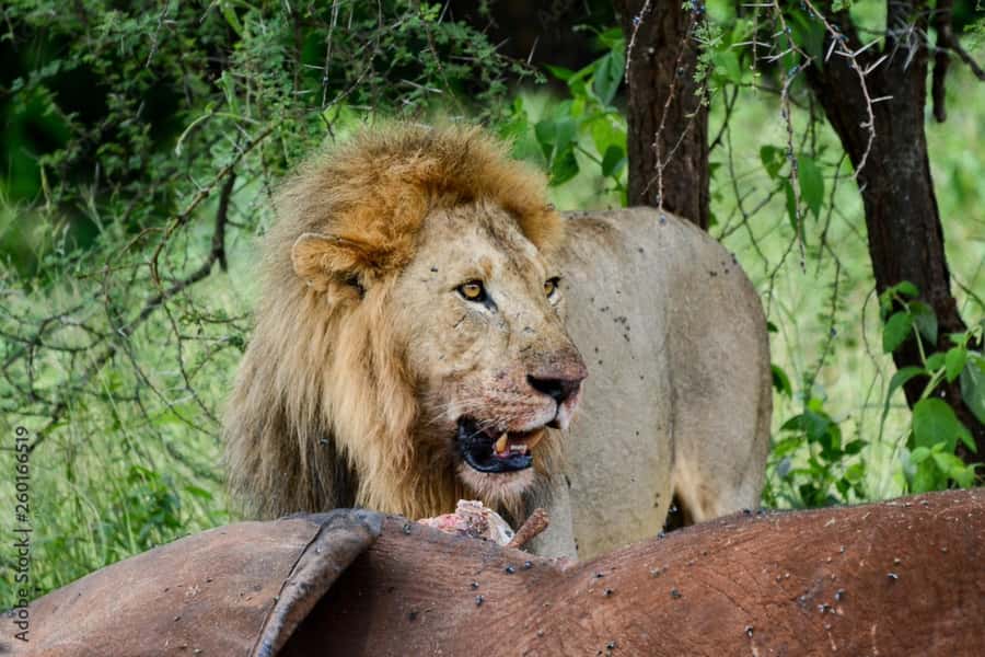 From Dar es Salaam: Mikumi National Park Day Trip - Who should book this day trip?