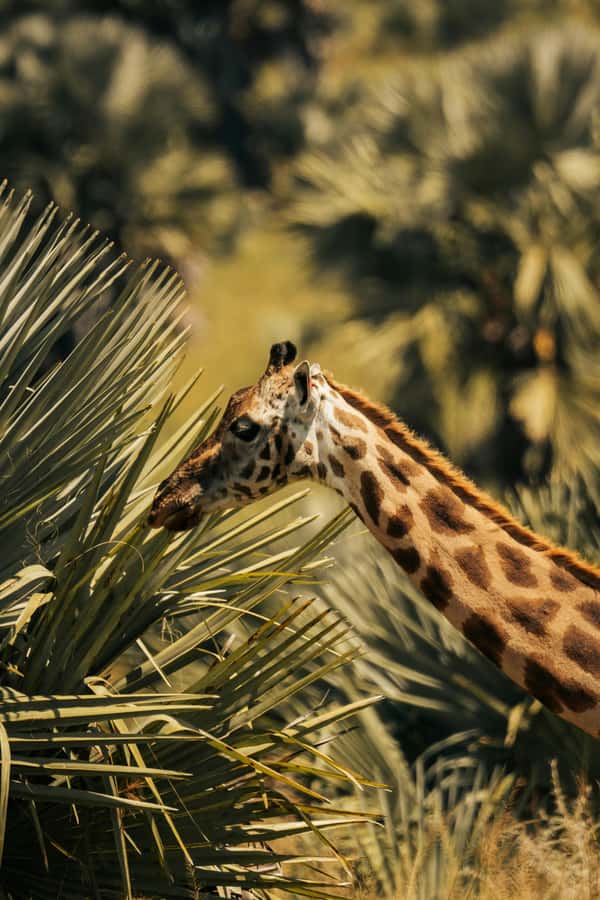 From Dar es Salaam: Mikumi National Park Day Trip - The SGR train and Morogoro handoff