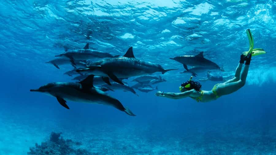 From Kendwa: Mnemba Boat Trip and Dolphin Snorkel Adventure - Why this Mnemba trip feels different from a standard dolphin outing