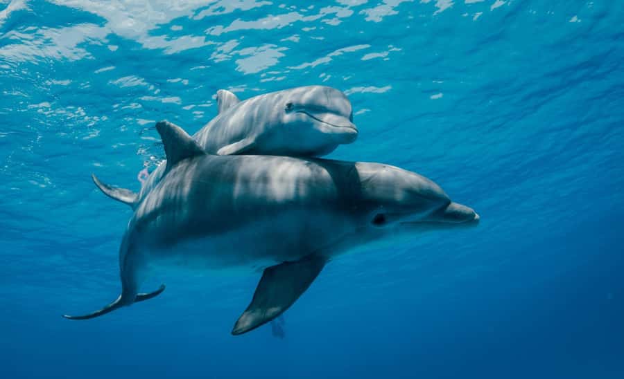 From Kendwa: Mnemba Boat Trip and Dolphin Snorkel Adventure - Practical booking advice for a smoother morning