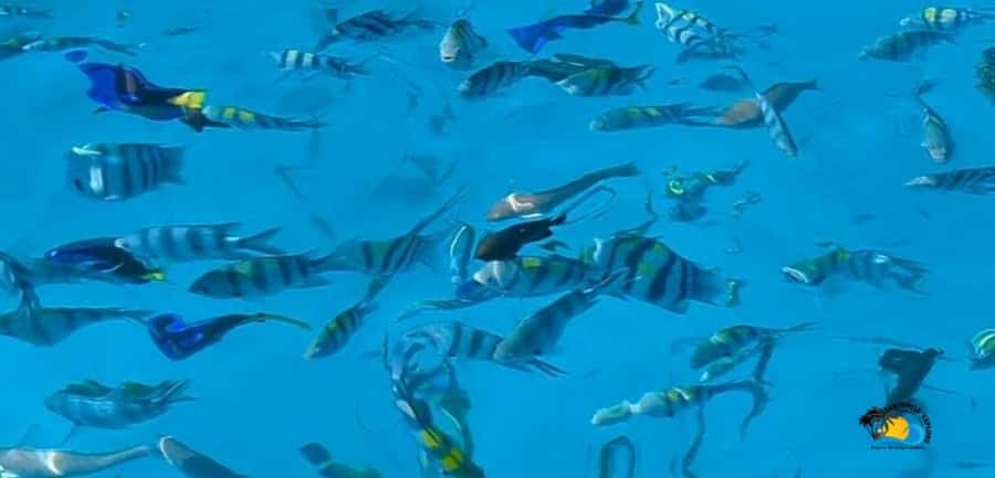 From Kendwa/Nungwi: Mnemba Dolphins with Snorkel Tour - Leaving Kendwa or Nungwi by motorboat