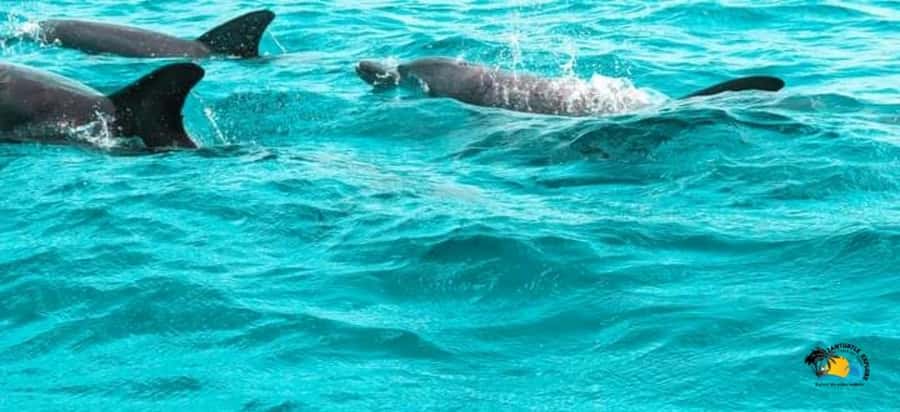 From Nungwi/Kendwa: Mnemba Atoll Starfishes & Dolphins Tour - Key points to know before booking